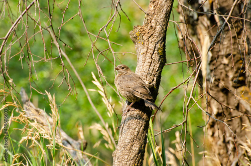 Bird on a Tree Trunk © designerwriter