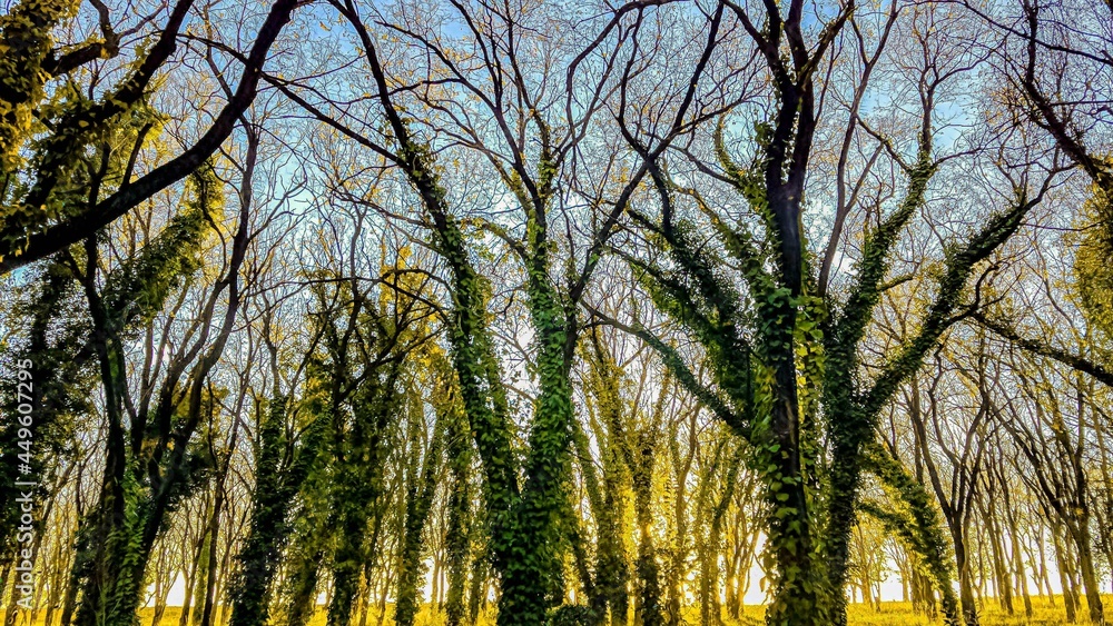 Fototapeta premium grass and sky