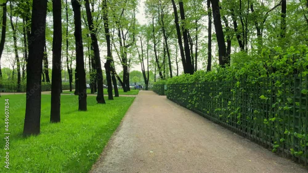 Walking under trees along a green hedge. There is no one people in the city park Walking under trees along a green hedge. There is no one people in the city park
