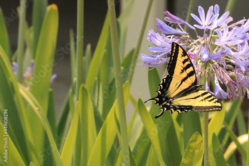 Wings of a Butterfly _5183