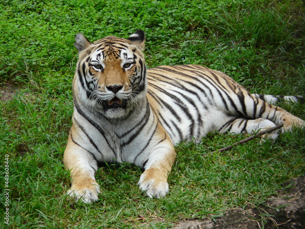 tiger in the grass tiger in the grass