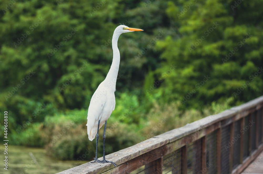 Fototapeta premium Shorebirds of the South