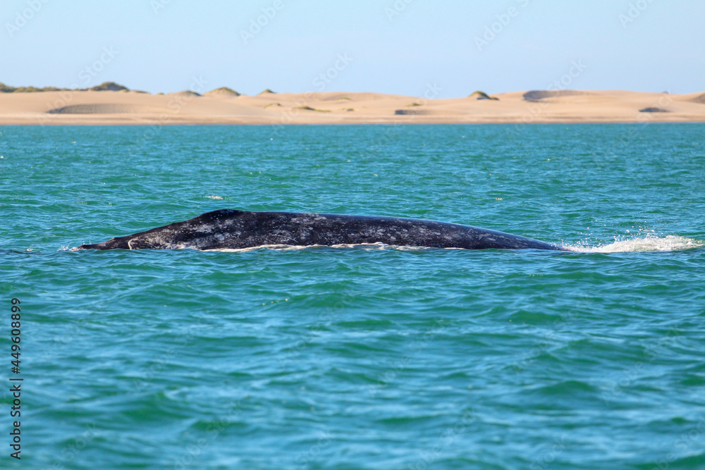 Obraz premium BALLENA GRIS