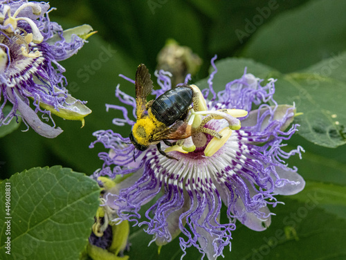 A bee pollinating a passion flower 