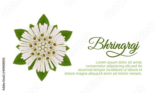 Vector illustration, Eclipta Alba, Eclipta Prostrata or Bhringraj, also known as False Daisy, isolated on white background, herbal medicinal plant effective in Ayurvedic medicine.