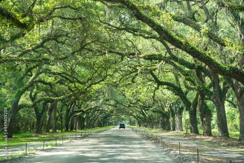 Live Oaks in Bluffton SC