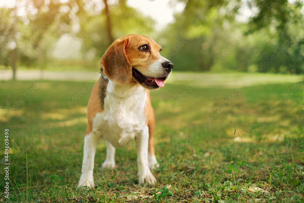 Portrait of a thoroughbred hunting dog beagle in the park against the sunset. A thoughtful dog on a walk on a summer day. World Animal Day