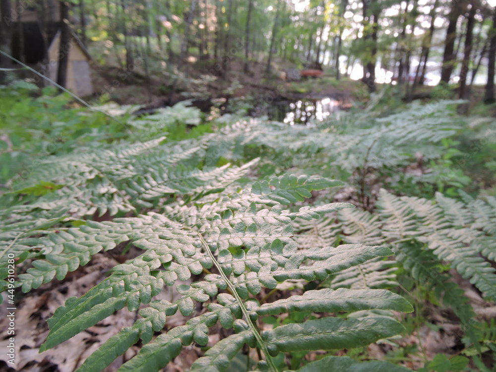 Closeup of fern plants in forest 