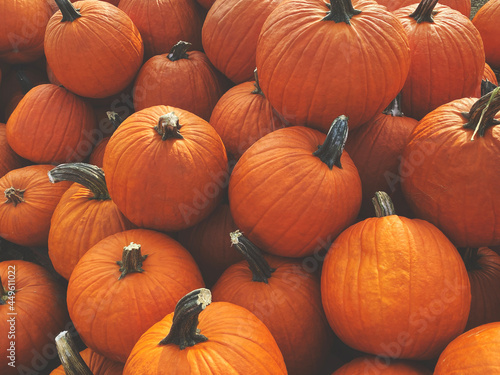 Orange Fall Pumpkins Background Texture Pattern, Horizontal