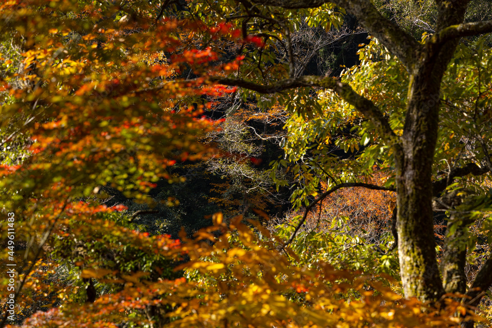 広島県山野峡、ほとばしる紅葉。