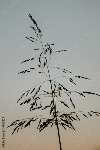 Vertical shot of sweetgrass in a field in the evening photo