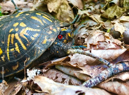Wood Turtle With Piercing Red Eye