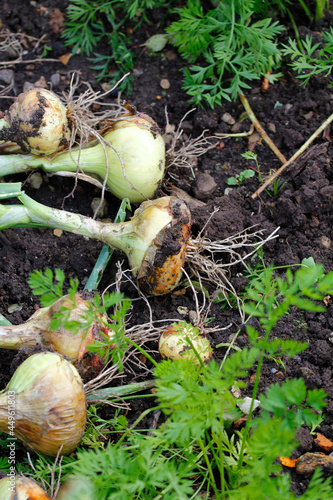 Onion cultivation in mixed culture with carrots 