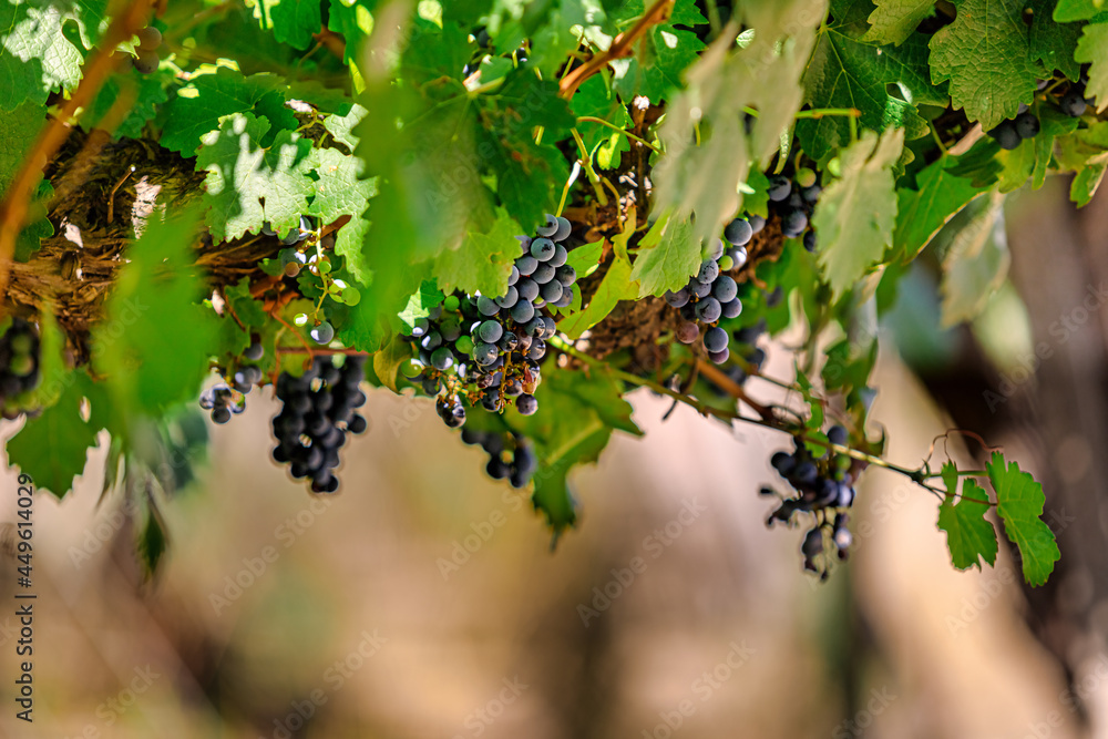 Closeup of bunch of purple grapes hanging in a vineyard