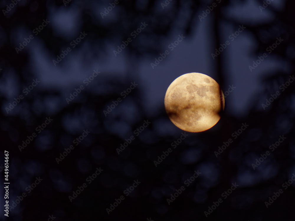 Full moon through tree branches Full moon through tree branches