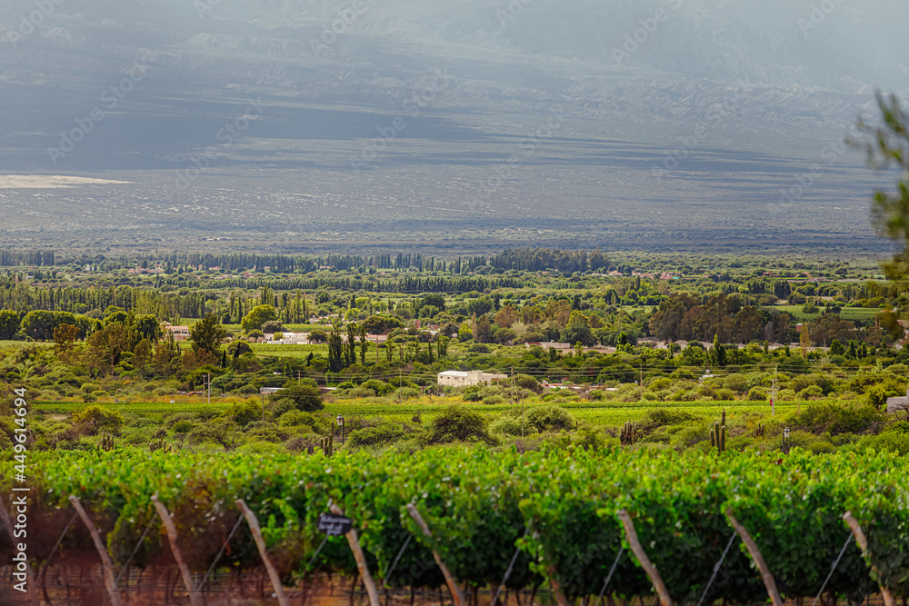 Valle de Cafayate (Salta, Argentina) with unfocused vineyard in front