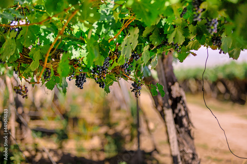 Grapes hanging in a Cafayate vineyard, Salta, Argentina photo
