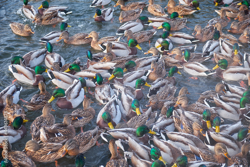 The mallard ducks feeding on the open water in winter. Yekaterinburg. Russia