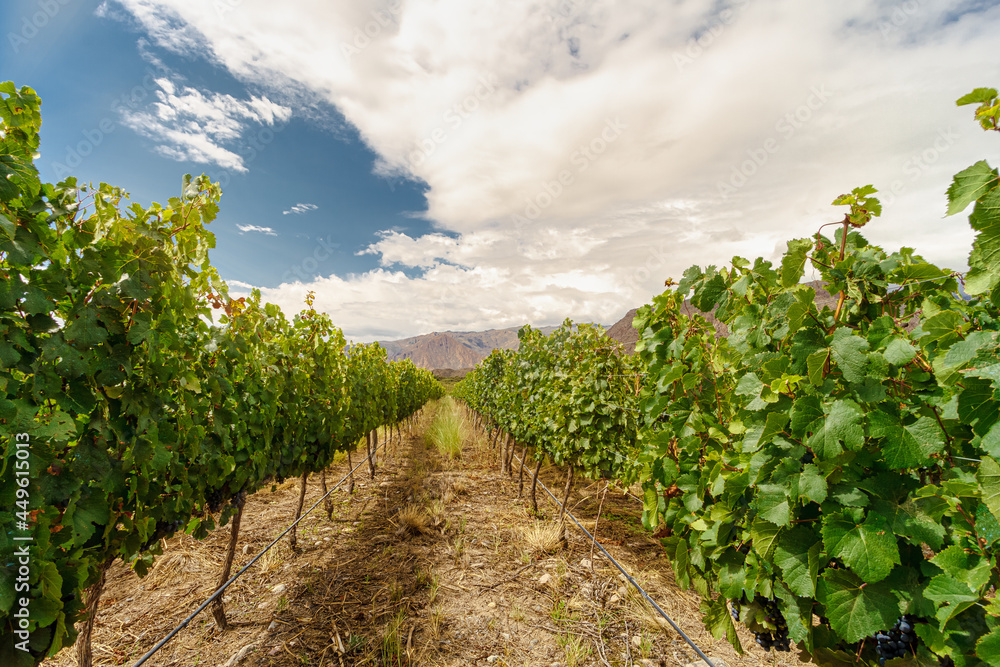 Corridor in a vineyard with hills in the background in Cafayate, Salta, Argentina