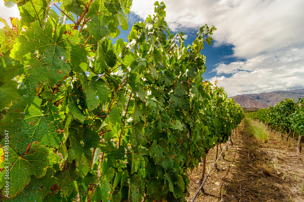 Corridor in a vineyard with hills in the background in Cafayate, Salta, Argentina