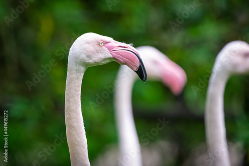 Flamingos mit grünen Hintergrund