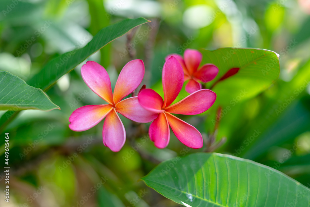 Fototapeta premium Koko Head Botanical Garden Plumeria trees flowers