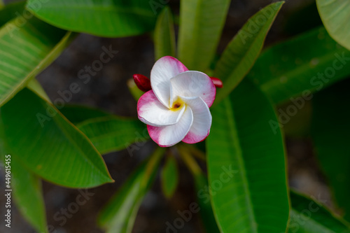 Koko Head Botanical Garden Plumeria trees flowers