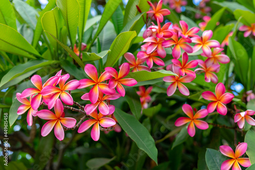 Koko Head Botanical Garden Plumeria trees flowers