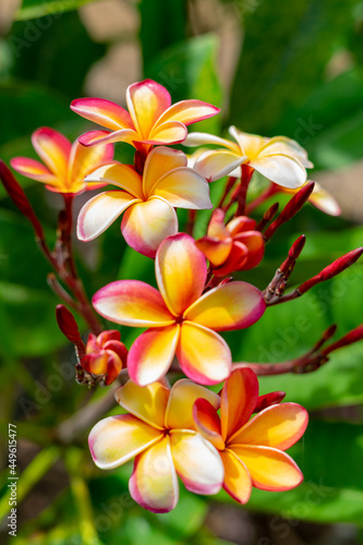 Koko Head Botanical Garden Plumeria trees flowers