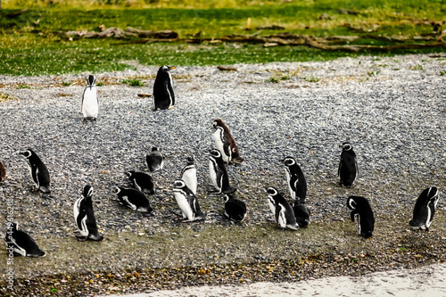 Penguins walk along the shore of an island near Ushuaia, Argentina