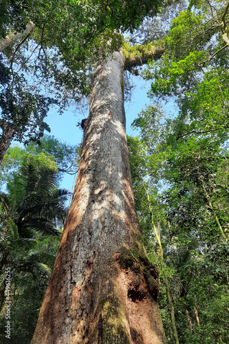Jequitibá, a centennial tree from the Atlantic Forest, in the Três Picos National Park. Rio de Janeiro, Brazil. © Marcio Isensee e Sá