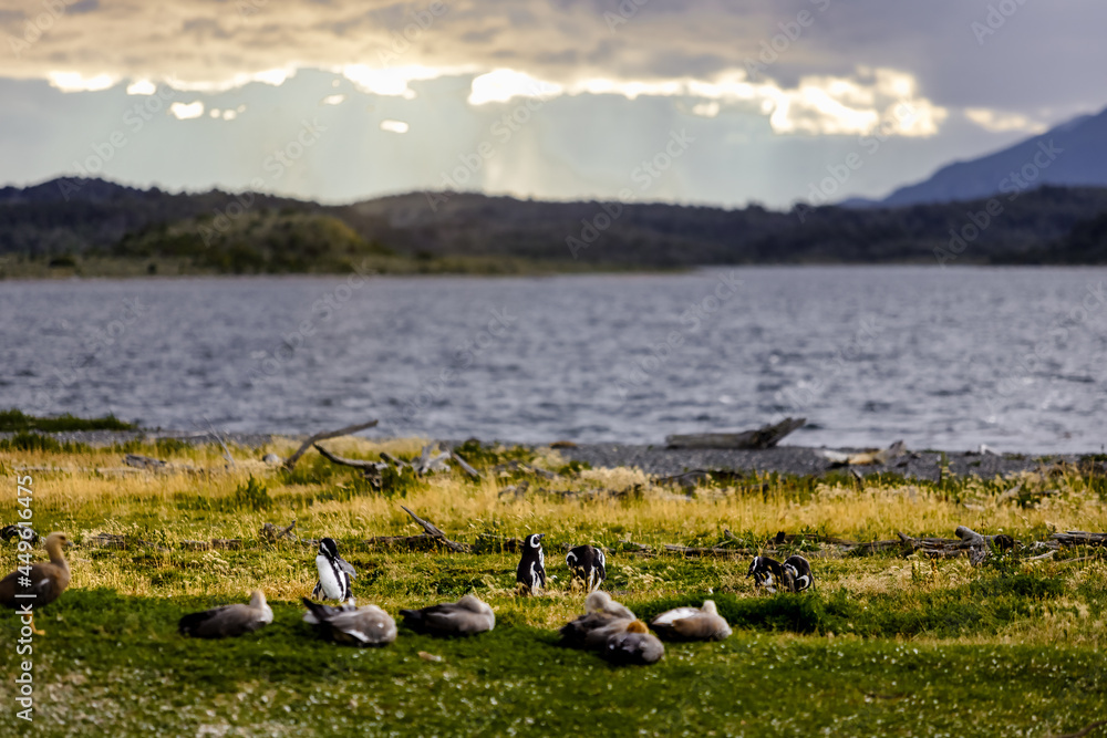Penguins walk on an island near Ushuaia (Argentina) during sunset Penguins walk on an island near Ushuaia (Argentina) during sunset