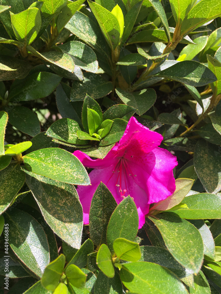 Rhododendron simsii (Azaleia) Rhododendron simsii (Azaleia)