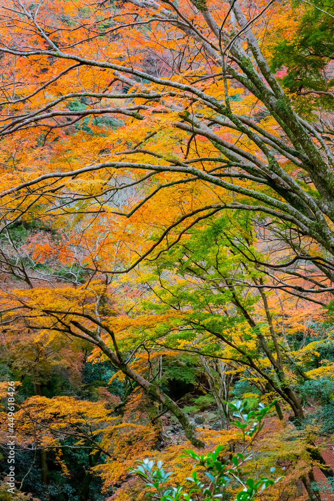 箕面の紅葉
箕面の紅葉