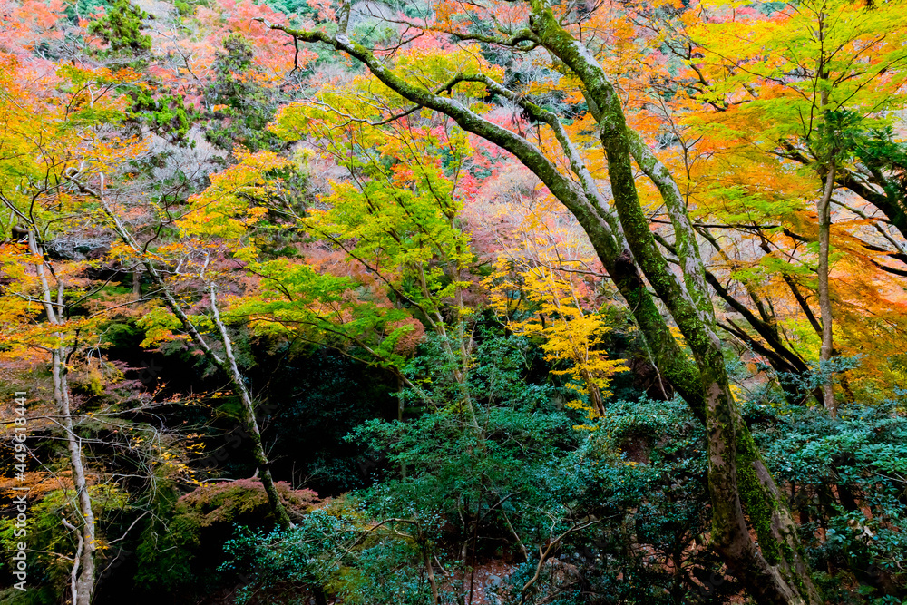 箕面の紅葉
箕面の紅葉