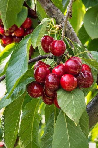 cluster of ripe organic stella cherries hanging on cherry tree branch at harvest time