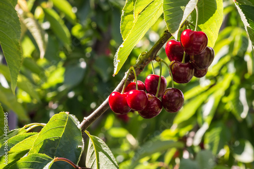 closeup of cherry tree branch with ripe red stella cherries and blurred background