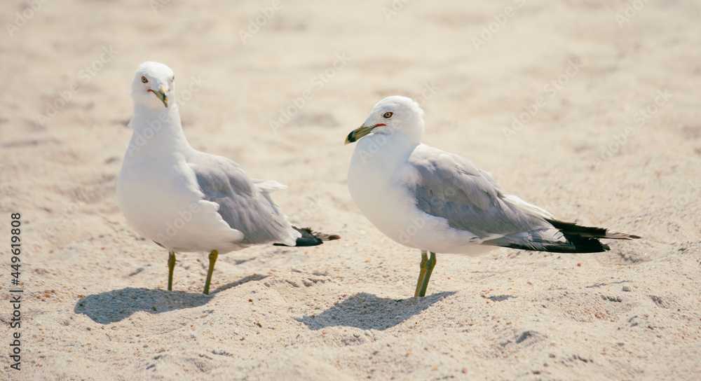 Obraz premium Seagulls in the Sand