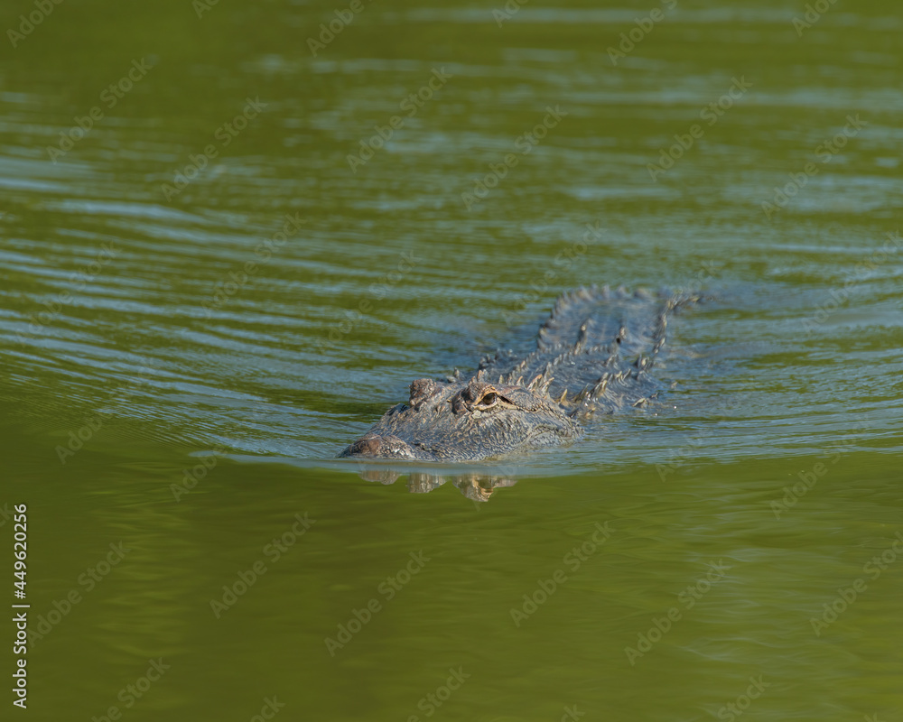 Fototapeta premium American Alligator in Fort Worth Texas