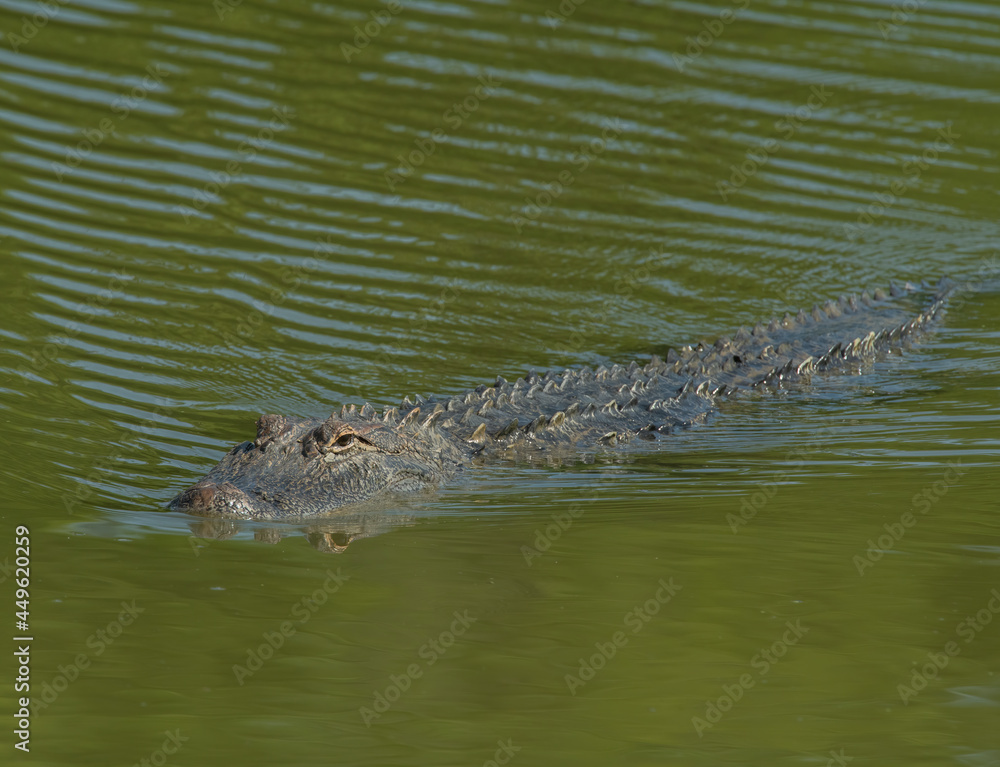 American Alligator in Fort Worth Texas American Alligator in Fort Worth Texas