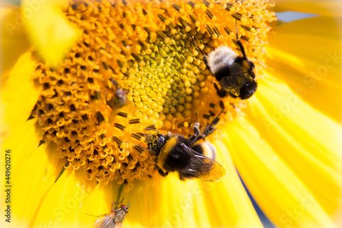 bee on sunflower