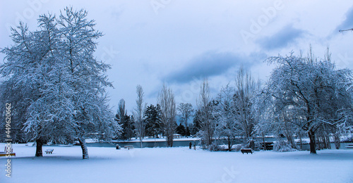 snow covered trees