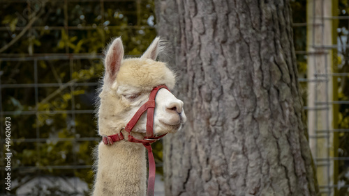 camel in the zoo