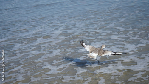ducks in the lake