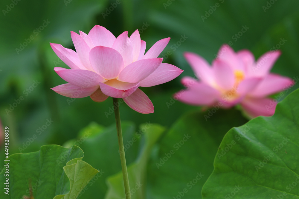 蓮の花　広島県三原市の棲真寺