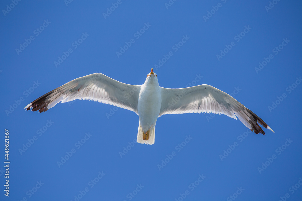 Fototapeta premium Seagull flying on blue sky background, closeup