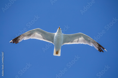 Seagull flying on blue sky background  closeup