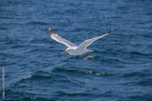 A lone seagull flies over sea water, closeup