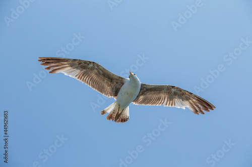 Seagull flying on blue sky background  closeup