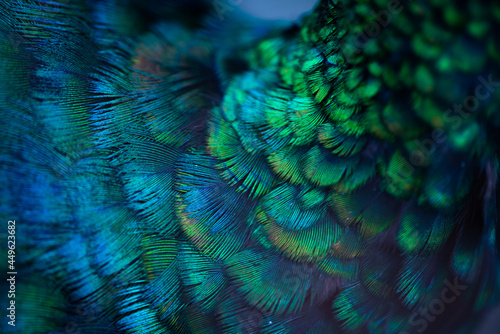Fototapeta Naklejka Na Ścianę i Meble -  Close up of the  peacock feathers .Macro blue feather, Feather, Bird, Animal. Macro photograph.